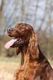 SETTER IRLANDAIS 380